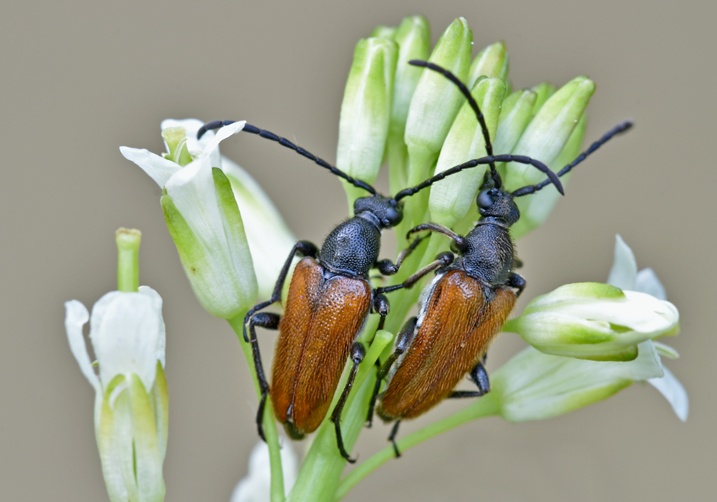 Cerambycidae: Pseudovadonia livida ??  S !